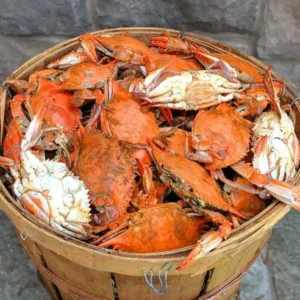 Premium Large Female Maryland Crabs